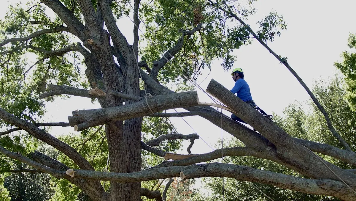 Professional Crown Thinning performed by certified arborists in Ovid